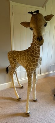 Lot 19 - A TAXIDERMY GIRAFFE CALF (Giraffa...