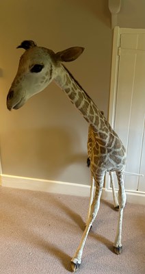 Lot 19 - A TAXIDERMY GIRAFFE CALF (Giraffa...