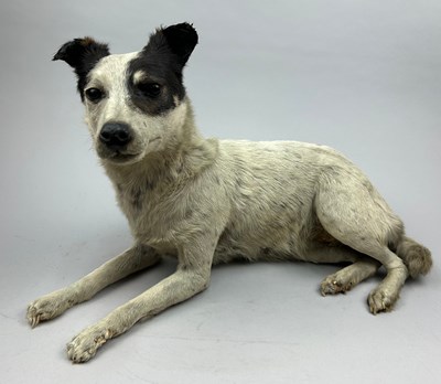 Lot 20 - A VICTORIAN TAXIDERMY JACK RUSSELL (Canis...