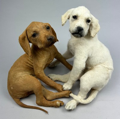 Lot 21 - A PAIR OF TAXIDERMY PUPPIES, one blond and one...