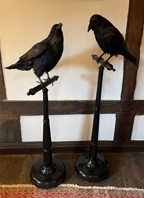 Lot 22 - A PAIR OF TAXIDERMY RAVENS (Corvus corax),...