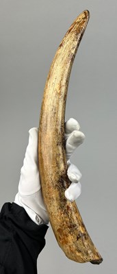 Lot 1 - A FOSSILISED JUVENILE WOOLY MAMMOTH TUSK,...