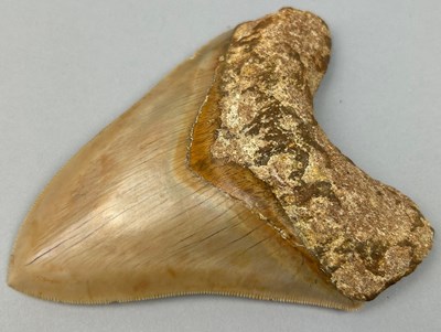 Lot 6 - A FOSSILISED MEGALODON TOOTH, 

11.5cm x...