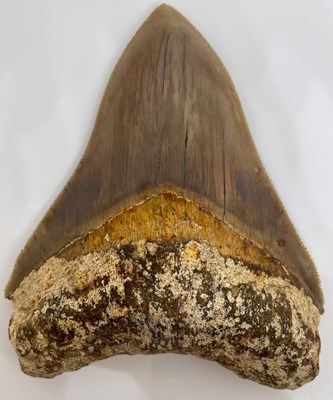 Lot 6A - A FOSSILISED MEGALODON TOOTH, 

10.5cm x...