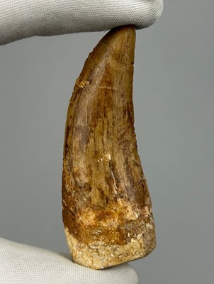 Lot 7 - A LARGE AFRICAN T REX TOOTH...