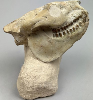 Lot 10 - A COMPLETE FOSSILISED SKULL OF AN OREODONT,...