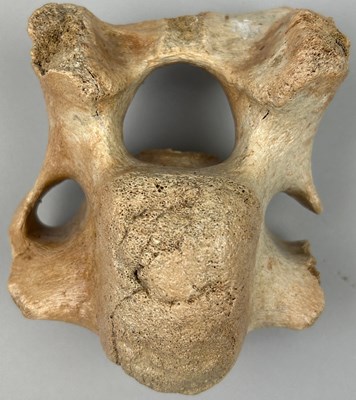 Lot 13 - A FOSSILISED EXTINCT WOOLY RHINO VERTEBRA,...