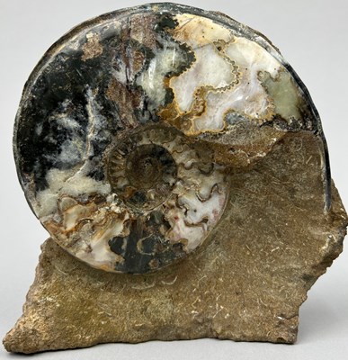 Lot 14 - A LARGE AMMONITE FOSSIL FROM SCUNTHORPE...