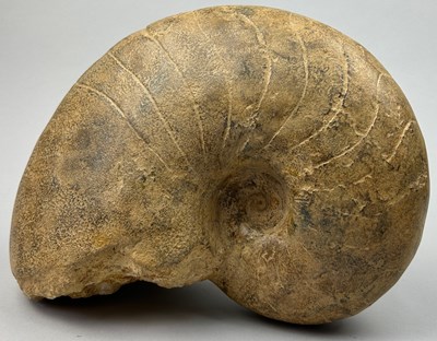 Lot 15 - A VERY LARGE FOSSILISED NAUTILUS, 

33cm x...