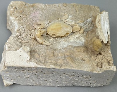 Lot 16 - A VERY UNUSUAL TRAVERTINE FOSSILISED CRAB FROM...