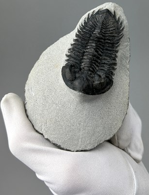 Lot 18 - A LARGE TRILOBITE (COLTRAENIA OUFATENSIS),...