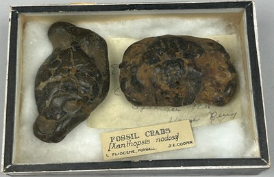 Lot 27 - A PAIR OF FOSSILISED CRABS (XANTHOPSIS NODOSA)...