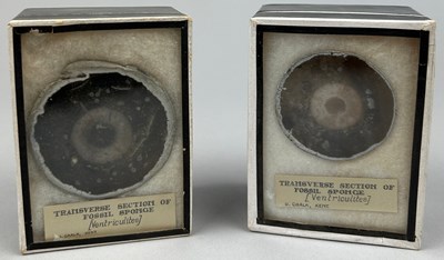 Lot 29 - TWO TRANSVERSE SECTION'S OF FOSSIL SPONGE...