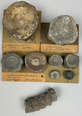 Lot 36 - A COLLECTION OF ICHTHYOSAUR VERTEBRE FROM THE...