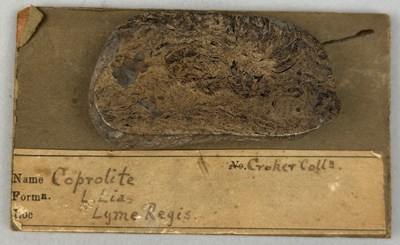 Lot 40 - A FOSSILISED ICHTHYOSAUR COPROLITE (poo), ex...