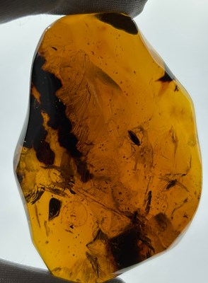 Lot 46 - A GROUP OF INSECTS IN LARGE 'BLOOD RED' AMBER...