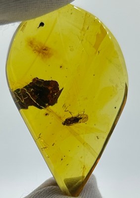 Lot 51 - A MOTH IN AMBER, 

From Chiapas, Mexico. Circa...