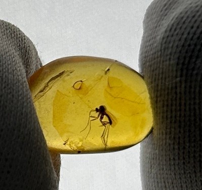 Lot 53 - A FOSSILISED MOSQUITO IN BURMESE AMBER, 

From...