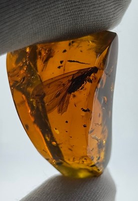 Lot 56 - A VERY LARGE FLYING INSECT IN BLOOD RED AMBER,...