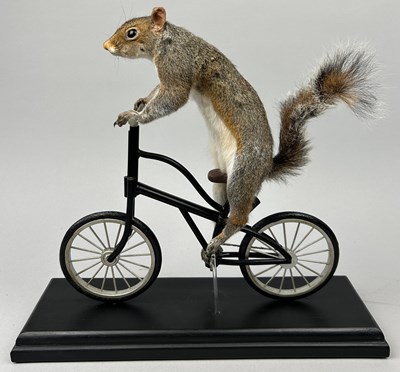 Lot 66 - A TAXIDERMY SQUIRREL RIDING A BICYCLE, ex film...