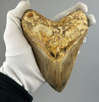 Lot 31 - A VERY LARGE FOSSILISED MEGALODON TOOTH,...