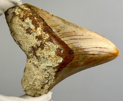 Lot 32 - A LARGE FOSSILISED MEGALODON TOOTH, 

From...