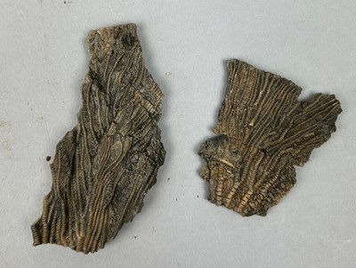 Lot 43 - FOSSIL SEA LILY PLATES, 

Pentacrinites from...