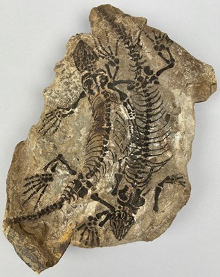 Lot 46 - A RARE PAIR OF FOSSIL REPTILES BARASAURUS...