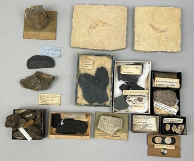 Lot 57 - A COLLECTION OF FOSSILS EX MUSEUM, to include...