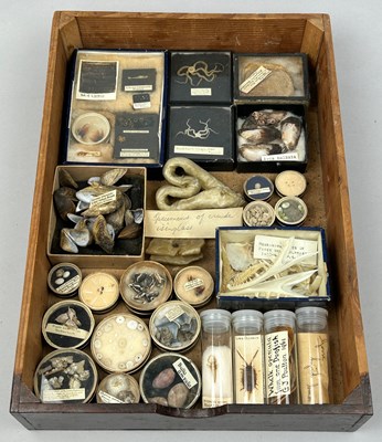 Lot 58 - A COLLECTION OF FOSSILS AND MARINE NATURAL...