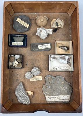 Lot 59 - A RARE COLLECTION OF FOSSILS EX MUSEUM, to...