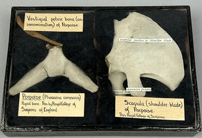 Lot 62 - BONES OF A PORPOISE FROM THE ROYAL COLLEGE OF...