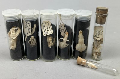 Lot 65 - A COLLECTION OF SMALL ANIMAL SKULLS IN OLD...