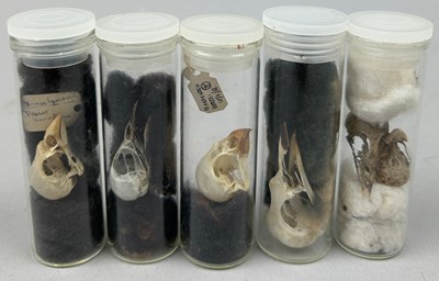 Lot 66 - A COLLECTION OF SMALL BIRD SKULLS IN OLD...