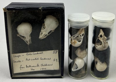 Lot 67 - A COLLECTION OF SMALL BIRD SKULLS IN OLD...