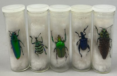 Lot 68 - A COLLECTION OF FIVE TAXIDERMY BEETLES IN OLD...