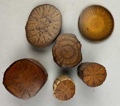 Lot 70 - A COLLECTION OF SIX SPECIMEN WOODS, ex museum