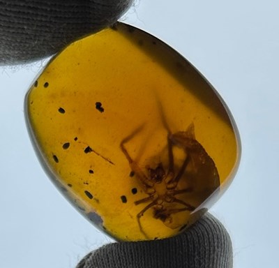 Lot 78 - A FOSSILISED SPIDER IN AMBER, with fangs...