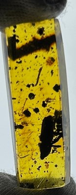 Lot 85 - A FOSSILISED BEETLE IN AMBER, 

From Chiapas,...