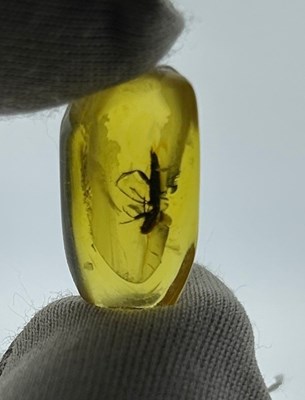 Lot 87 - AN UNKNOWN INSECT IN AMBER, 

From Chiapas,...