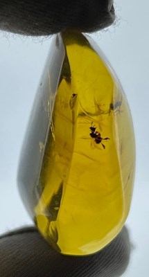 Lot 90 - A PAIR OF FOSSILISED BEES IN AMBER, 

From...