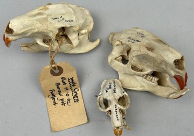 Lot 94 - A COLLECTION OF THREE SKULLS INCLUDING TWO...