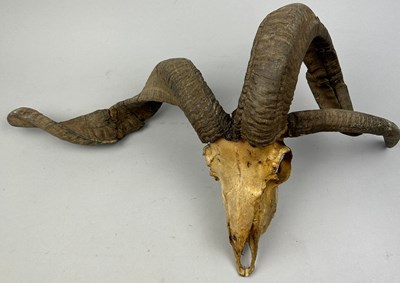 Lot 97 - A TAXIDERMY 'JACOBS' SHEEP SKULL AND HORNS