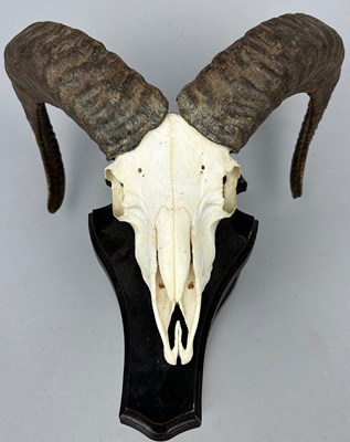 Lot 98 - THE SKULL AND HORNS OF A MOUFLON (OVIS...