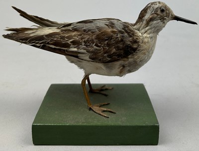 Lot 101 - A TAXIDERMY GREY PHALAROPE JUVENILE BIRD CIRCA...