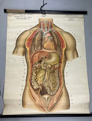 Lot 147 - A MEDICAL FROHSE ANATOMICAL CHART 'VISCERA OF...