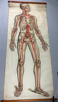 Lot 148 - A MEDICAL FROHSE ANATOMICAL CHART 'THE HEART...