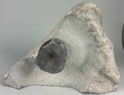 Lot 150 - A LARGE ICTHYOSAUR VERTEBRE PRESERVED IN...