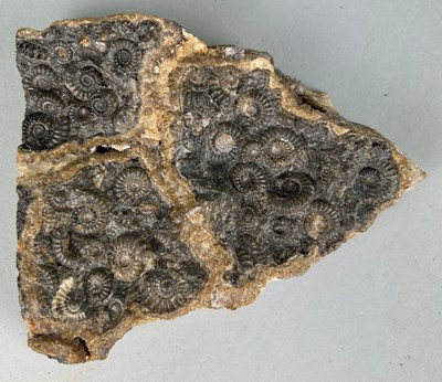 Lot 151 - AMMONITE FOSSIL DEATHBED FROM MARSTON MAGNA...