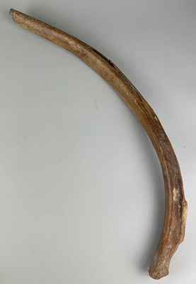 Lot 154 - A WOOLLY MAMMOTH RIB BONE, 

Dredged up by...